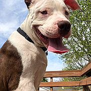 Melo is registered to the contest to win money with this photo: american_bulldog, american_pit_bull_terrier, american_staffordshire_terrier, bull_and_terrier, bully_kutta, canidae, carnivore, cordoba_fighting_dog, dog, dog_breed, dogo_argentino, fawn, mammal, molosser, non_sporting_group, pit_bull, rare_breed_dog, snout, sporting_group, vertebrate