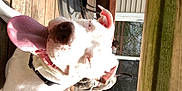 Melo is registered to the contest to win money with this photo: american_bulldog, canidae, dog_breed, dogo_argentino, ear, fawn, non_sporting_group, nose, pit_bull, snout