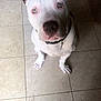 Melo is registered to the contest to win money with this photo: american_bulldog, american_pit_bull_terrier, american_staffordshire_terrier, bull_and_terrier, canidae, carnivore, dog, dog_breed, dogo_guatemalteco, fawn, mammal, non_sporting_group, nose, old_english_terrier, pit_bull, rare_breed_dog, snout, staffordshire_bull_terrier, tail, vertebrate