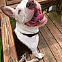 Melo joined the competition — help win amazing prizes! american_bulldog, australian_bulldog, canidae, carnivore, companion_dog, dog, dog_breed, fawn, french_bulldog, mammal, non_sporting_group, old_english_bulldog, olde_english_bulldogge, pit_bull, rare_breed_dog, snout, toy_bulldog, valley_bulldog, vertebrate, white_english_bulldog