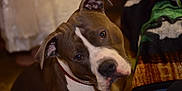 Ares joined the competition — help win amazing prizes! american_bulldog, american_pit_bull_terrier, american_staffordshire_terrier, canidae, carnivore, dog, dog_breed, ear, fawn, mammal, non_sporting_group, nose, pit_bull, puppy, rare_breed_dog, snout, sporting_group, valley_bulldog, vertebrate, whiskers