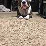 Ares joined the competition — help win amazing prizes! american_bulldog, american_pit_bull_terrier, american_staffordshire_terrier, australian_bulldog, bulldog, canidae, carnivore, companion_dog, dog, dog_breed, fawn, mammal, non_sporting_group, old_english_bulldog, olde_english_bulldogge, pit_bull, rare_breed_dog, snout, valley_bulldog, vertebrate