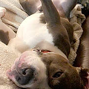 Ares is registered to the contest to win money with this photo: american_bulldog, american_pit_bull_terrier, canidae, carnivore, dog, dog_breed, fawn, italian_greyhound, non_sporting_group, nose, pit_bull, puppy, snout
