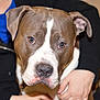 Ares is registered to the contest to win money with this photo: american_pit_bull_terrier, american_staffordshire_terrier, canidae, carnivore, dog, dog_breed, ear, fawn, mammal, non_sporting_group, nose, pit_bull, puppy, rare_breed_dog, snout, sporting_group, staffordshire_bull_terrier, vertebrate, whiskers