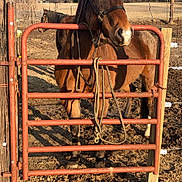 Toby joined the competition — help win amazing prizes! bridle, fence, foal, horse, horse_tack, landscape, liver, livestock, mane, mare, mustang_horse, pack_animal, sorrel, stable, stallion