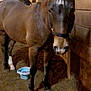 Toby is registered to the contest to win money with this photo: burro, horse, horse_grooming, livestock, mammal, mane, mare, pack_animal, snout, vertebrate