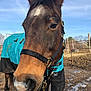 Toby joined the competition — help win amazing prizes! bridle, halter, horse, horse_harness, horse_supplies, horse_tack, landscape, mane, mare, pack_animal, rein, sky, snout, stallion, wildlife