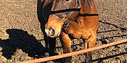 Toby joined the competition — help win amazing prizes! bridle, farm, grass, horse, horse_supplies, horse_tack, landscape, livestock, mane, mare, pack_animal, plant, ranch, rein, rural_area, soil, sorrel, stallion, tree, working_animal