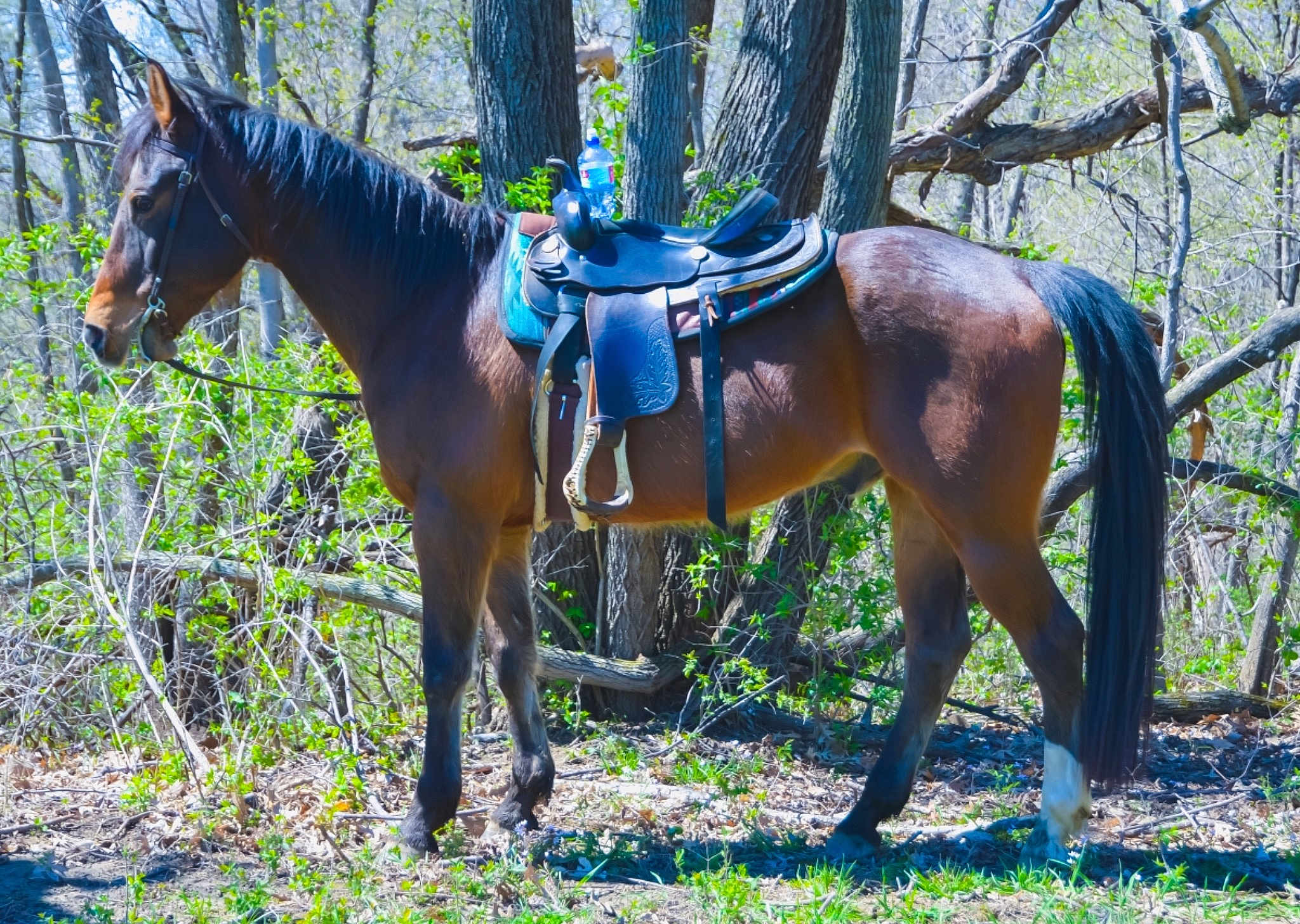 Toby joined the competition — help win amazing prizes! bridle, forest, horse, horse_harness, horse_supplies, horse_tack, livestock, mammal, mane, mare, pack_animal, plant, recreation, rein, saddle, stallion, trail_riding, tree, vertebrate, wildlife