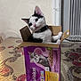 kitten, cat, box, cardboard, table, food_box, whiskas, kitten_food, black_and_white, pet, domestic_cat, curious, indoor, collar, tilted_head, floral_pattern, tablecloth, wall, cute, small