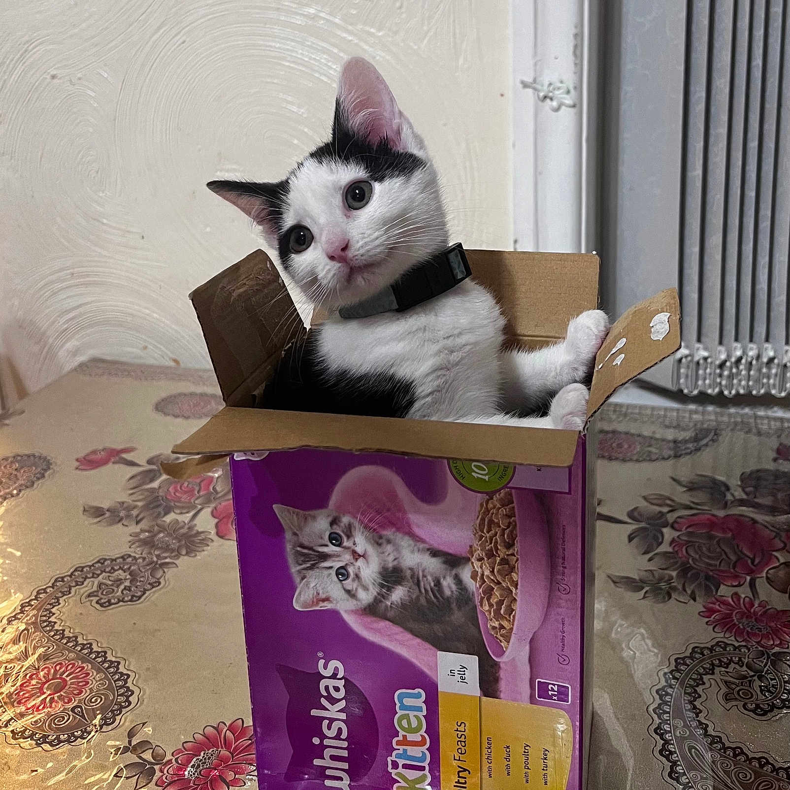 Chinku is registered to the contest to win money with this photo: black_and_white, box, cardboard, cat, collar, curious, cute, domestic_cat, floral_pattern, food_box, indoor, kitten, kitten_food, pet, small, table, tablecloth, tilted_head, wall, whiskas