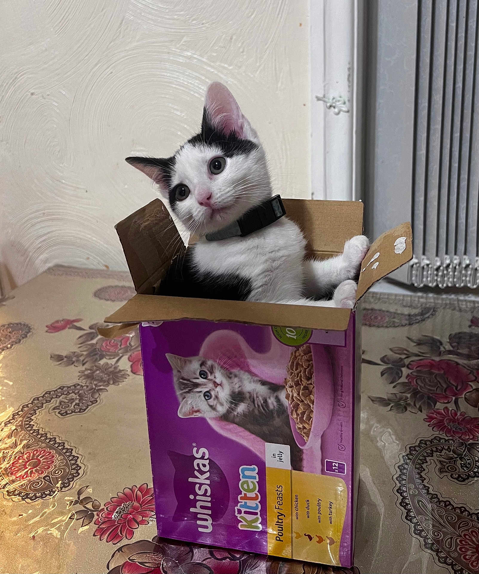Chinku is registered to the contest to win money with this photo: kitten, cat, box, cardboard, table, food_box, whiskas, kitten_food, black_and_white, pet, domestic_cat, curious, indoor, collar, tilted_head, floral_pattern, tablecloth, wall, cute, small