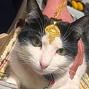 Billu is registered to the contest to win money with this photo: cat, black_and_white, close_up, yellow_eyes, whiskers, pet, feline, collar, bell, hand, golden_pendant, indoor, cute, curious, portrait, animal, fur, soft_light, domestic_cat, resting