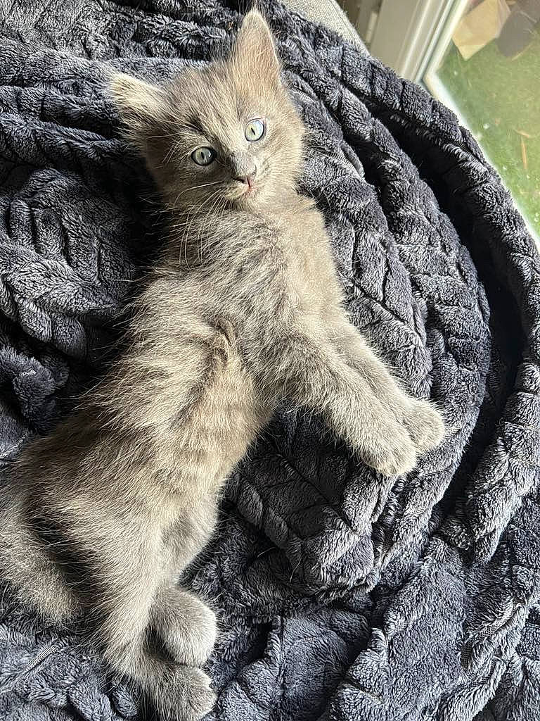 Nesta a rejoint le concours — aidez-le/la à gagner de superbes lots ! carnivore, cat, claw, domestic_short_haired_cat, felidae, fur, grey, pattern, paw, small_to_medium_sized_cats, snout, tail, terrestrial_animal, whiskers, wildlife