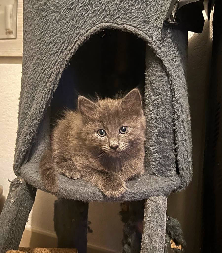 Nesta participe au concours pour gagner de l'argent avec cette photo : carnivore, cat, cat_supply, chair, domestic_short_haired_cat, fashion_accessory, fawn, felidae, fur, grey, pattern, sleeve, small_to_medium_sized_cats, snout, tail, terrestrial_animal, whiskers, window, wood, woven_fabric