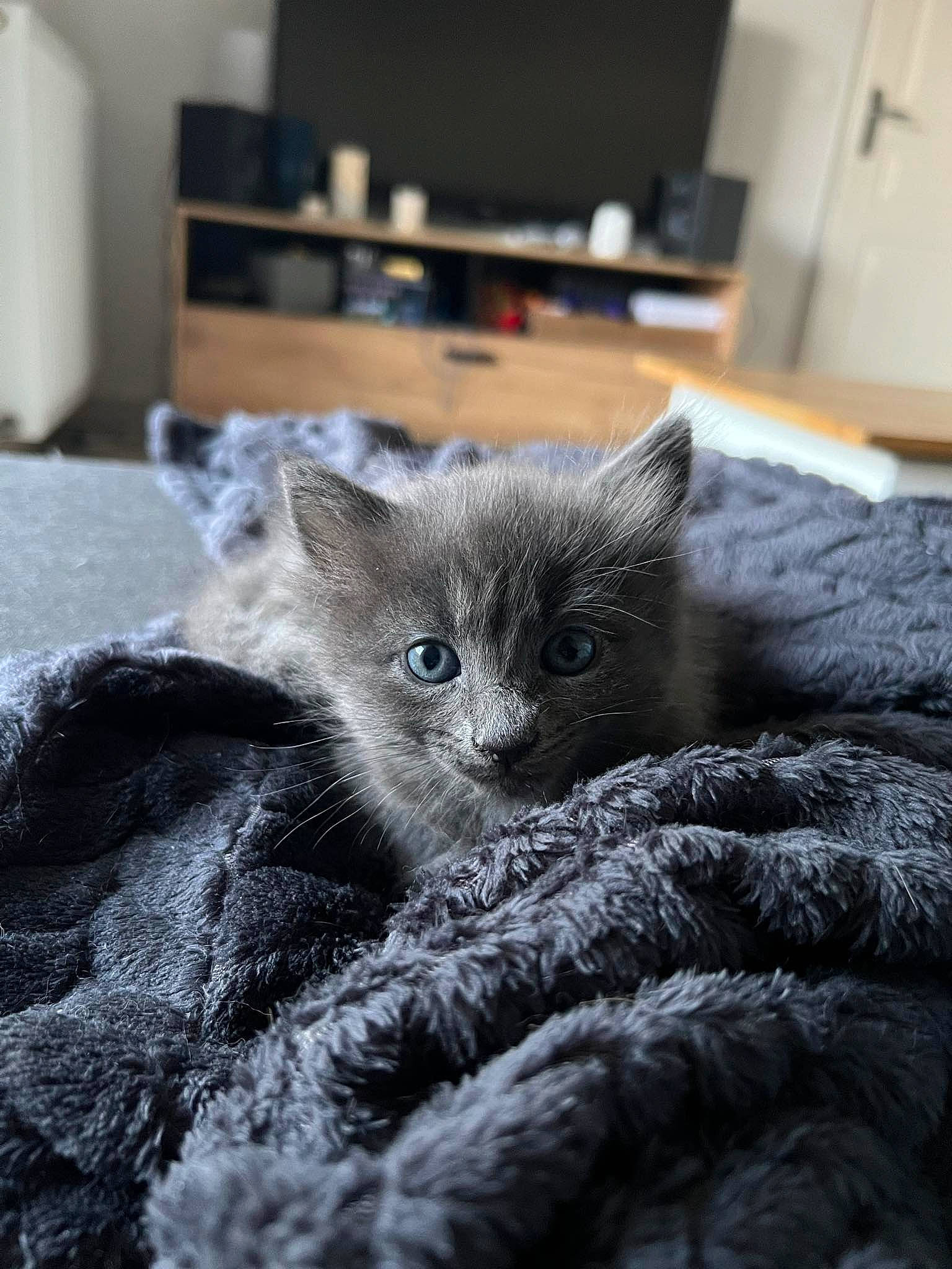 Nesta participe au concours pour gagner de l'argent avec cette photo : black_cat, carnivore, cat, cat_furniture, cat_supply, chartreux, claw, comfort, domestic_short_haired_cat, felidae, fur, grey, kitchen_appliance, paw, room, russian_blue, small_to_medium_sized_cats, tail, terrestrial_animal, whiskers