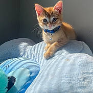 Hunny is registered to the contest to win money with this photo: kitten, orange_cat, blue_collar, pet, indoor, sunlight, soft_blanket, feline, cute, young_cat, animal, domestic_cat, resting, fur, whiskers, collar_bell, cozy, home, wall, sleepy