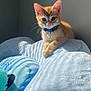 kitten, orange_cat, blue_collar, pet, indoor, sunlight, soft_blanket, feline, cute, young_cat, animal, domestic_cat, resting, fur, whiskers, collar_bell, cozy, home, wall, sleepy