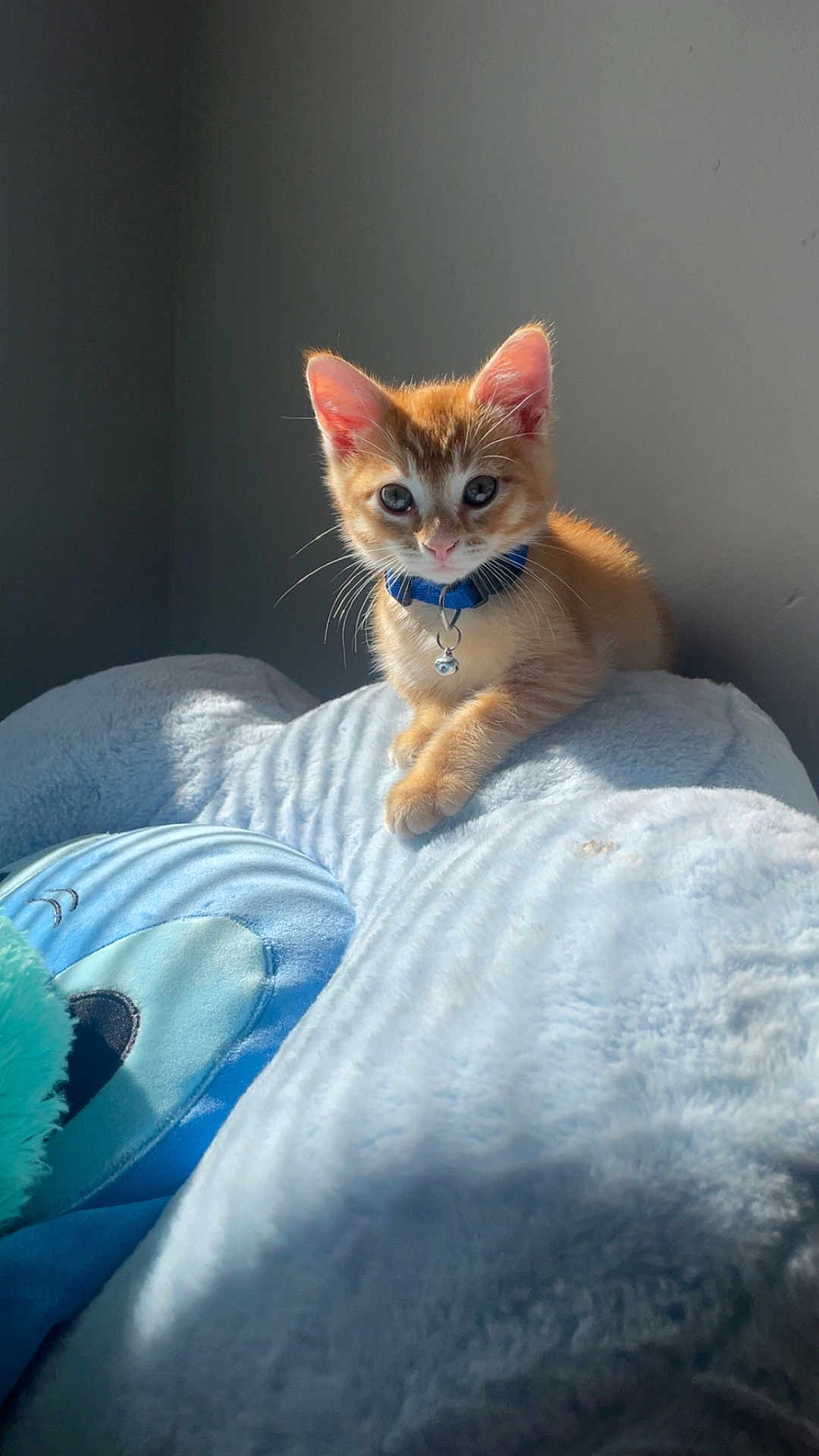 Hunny is registered to the contest to win money with this photo: kitten, orange_cat, blue_collar, pet, indoor, sunlight, soft_blanket, feline, cute, young_cat, animal, domestic_cat, resting, fur, whiskers, collar_bell, cozy, home, wall, sleepy