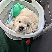 Lucy joined the competition — help win amazing prizes! puppy, dog, golden_retriever, pet, sleeping, cute, plastic_tub, car_seat, blanket, plush_toy, resting, cozy, indoors, animal, fur, young, face, nose, seatbelt, transport