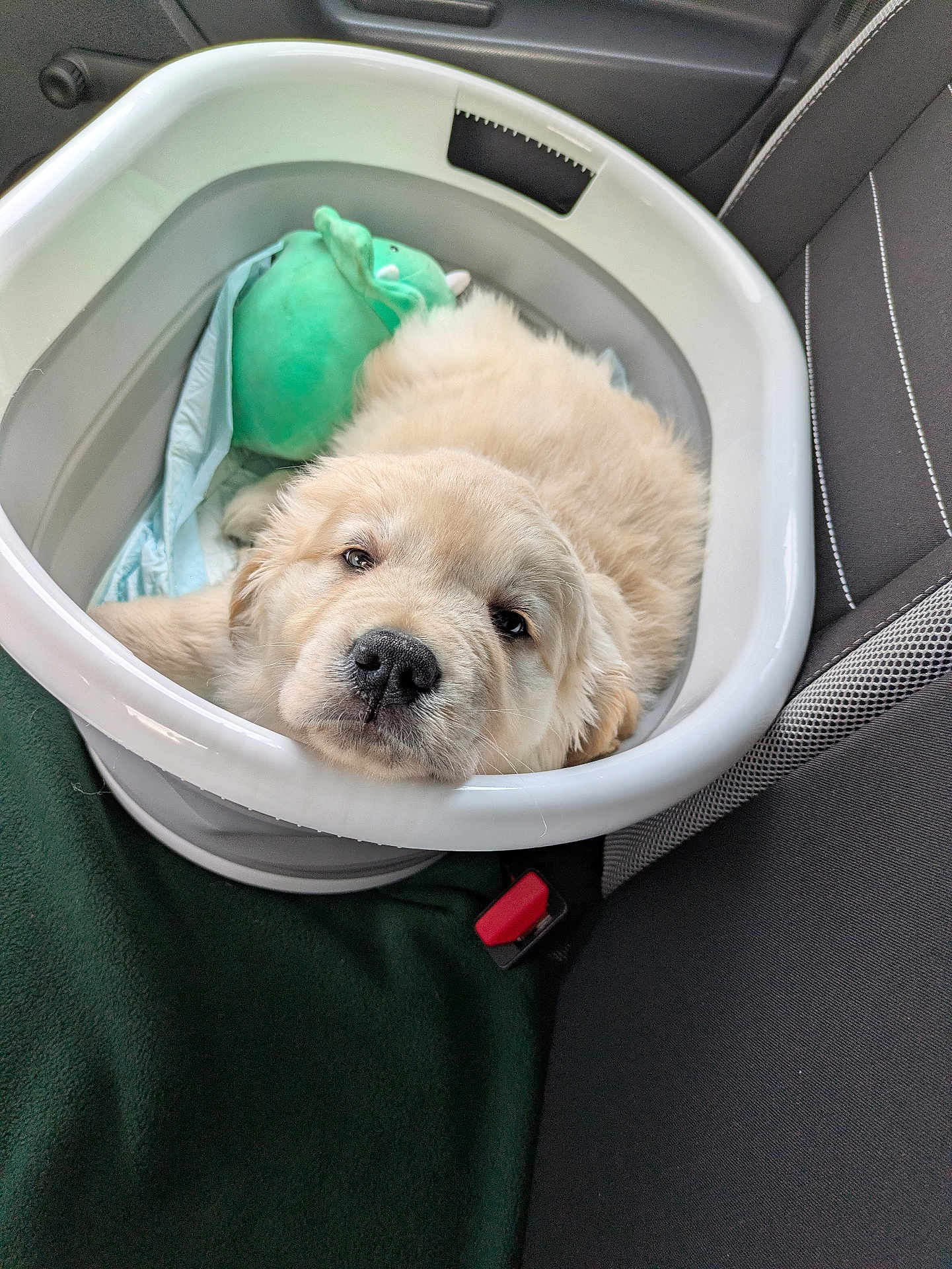 Lucy joined the competition — help win amazing prizes! puppy, dog, golden_retriever, pet, sleeping, cute, plastic_tub, car_seat, blanket, plush_toy, resting, cozy, indoors, animal, fur, young, face, nose, seatbelt, transport