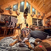 Rigatoni joined the competition — help win amazing prizes! bulldog, dog, blanket, plush_toy, wooden_cabin, hunting_trophies, deer_mounts, bear_mount, chair, table, couch, window, indoor, cozy, wood_paneling, pet, animal, floor, furniture, relaxing