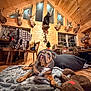 bulldog, dog, blanket, plush_toy, wooden_cabin, hunting_trophies, deer_mounts, bear_mount, chair, table, couch, window, indoor, cozy, wood_paneling, pet, animal, floor, furniture, relaxing