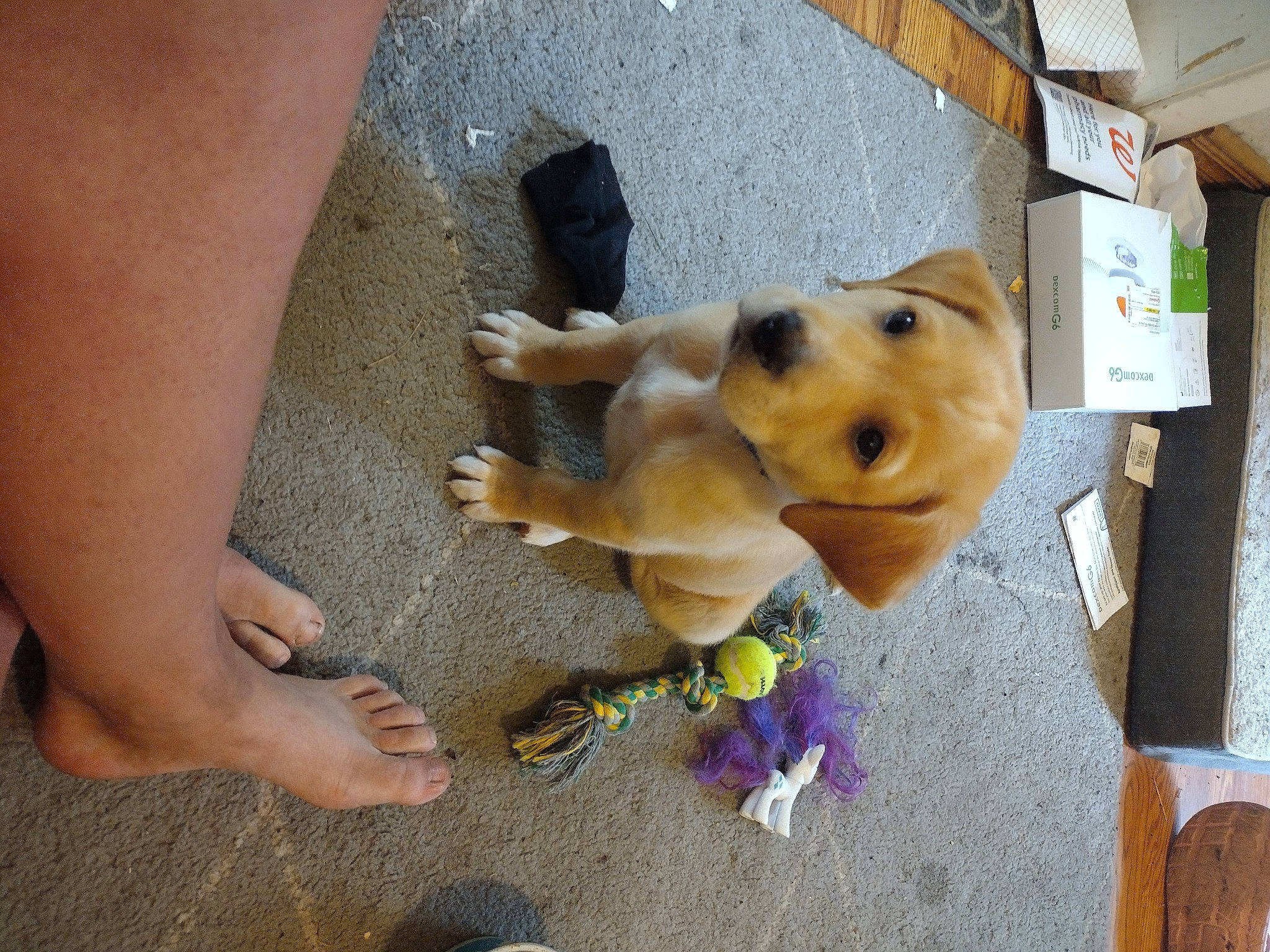 Maverick is registered to the contest to win money with this photo: barefoot, calf, carnivore, companion_dog, dog, dog_breed, dog_supply, fawn, flooring, foot, human_leg, nail, snout, sporting_group, stuffed_toy, thigh, toe, toy, wood, working_animal