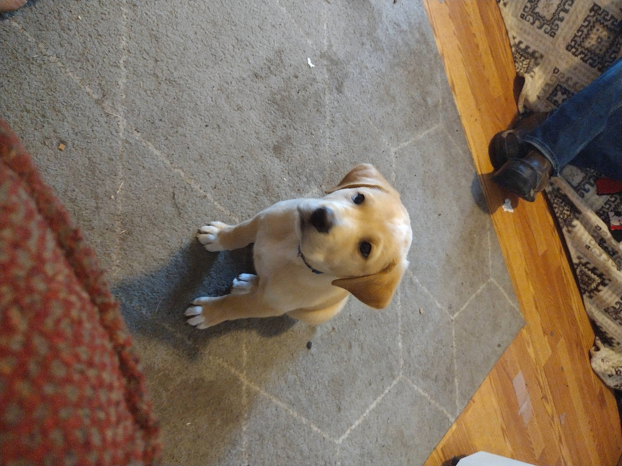 Maverick joined the competition — help win amazing prizes! canidae, carnivore, companion_dog, dog, dog_breed, fawn, floor, flooring, hardwood, non_sporting_group, plank, plywood, snout, sporting_group, tail, tile, wood, wood_stain, working_animal