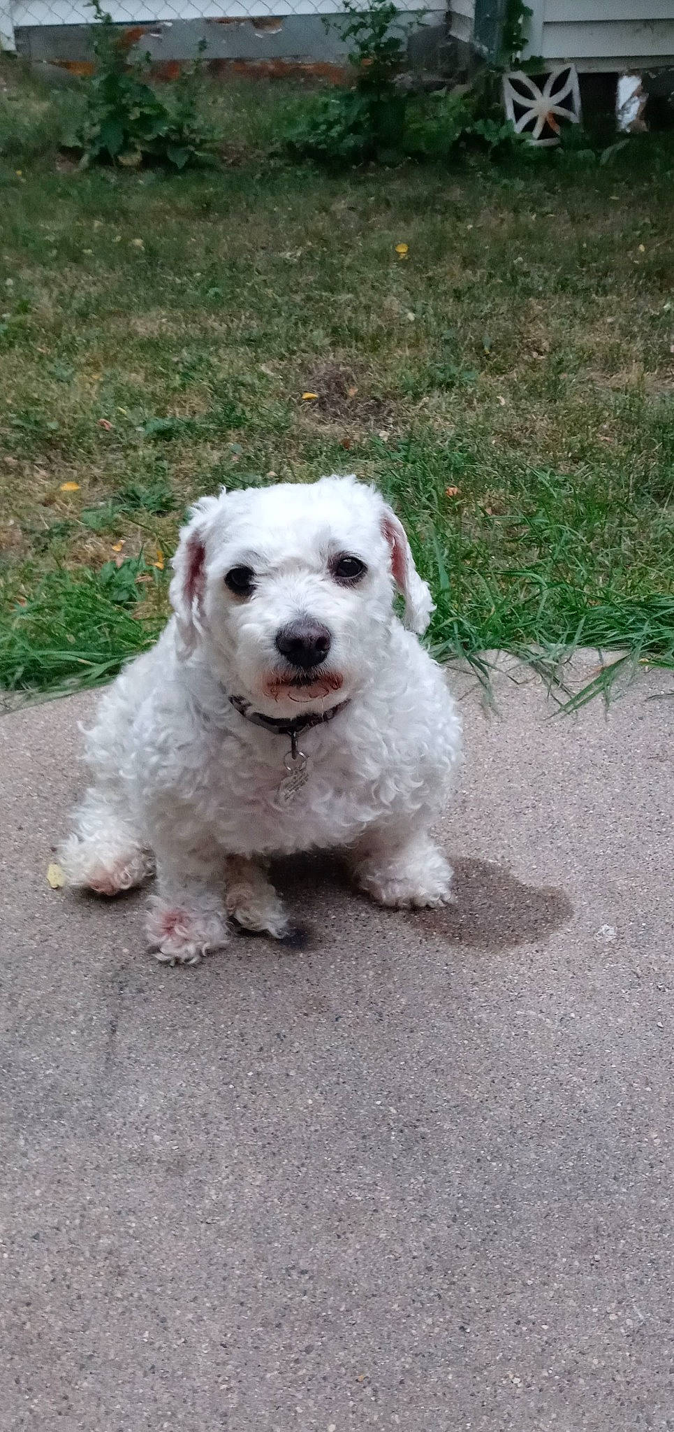 Oliver joined the competition — help win amazing prizes! asphalt, canidae, carnivore, companion_dog, dog, dog_breed, dog_collar, grass, non_sporting_group, paw, road_surface, small_terrier, snout, soil, sporting_group, terrier, toy_dog, working_animal