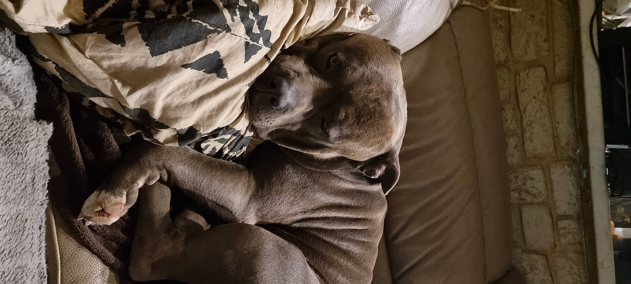 Arko a rejoint le concours — aidez-le/la à gagner de superbes lots ! carnivore, comfort, companion_dog, dog, dog_breed, fawn, fur, gesture, grey, guard_dog, linens, monochrome, monochrome_photography, sporting_group, terrestrial_animal, tints_and_shades, whiskers, wood, working_animal, wrinkle