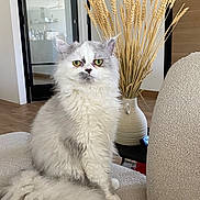 Aki participe au concours pour gagner de l'argent avec cette photo : cat, fluffy, white, gray, green_eyes, sitting, couch, furniture, living_room, vase, dried_wheat, plant, interior, home, cozy, pet, indoor, curious, animal, soft