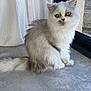 Aki a rejoint le concours — aidez-le/la à gagner de superbes lots ! cat, fluffy, white, gray, yellow_eyes, sitting, floor, tile, window, curtain, indoor, pet, feline, calm, portrait, animal, cute, fur, domestic, looking