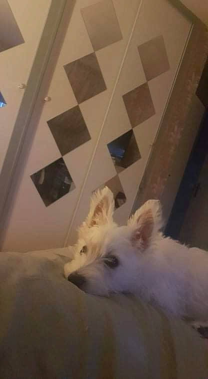 Abby a rejoint le concours — aidez-le/la à gagner de superbes lots ! art, carnivore, companion_dog, dog, dog_breed, fawn, felidae, flooring, fur, hardwood, room, small_terrier, tail, terrestrial_animal, terrier, toy_dog, whiskers, wing, wood, working_animal