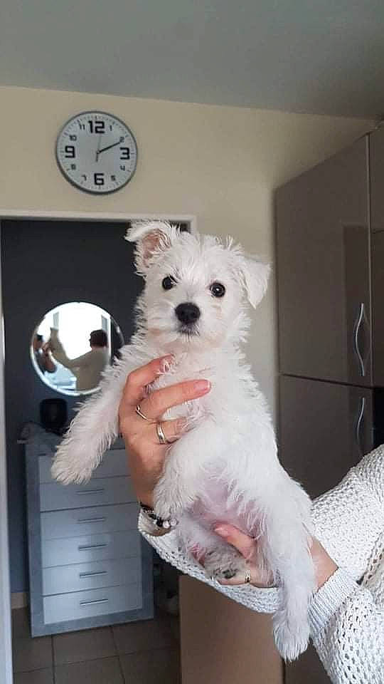 Abby a rejoint le concours — aidez-le/la à gagner de superbes lots ! bichon, canidae, carnivore, clock, companion_dog, dog, dog_breed, dog_supply, fawn, fur, maltepoo, poodle, room, small_terrier, snout, sporting_group, terrier, toy_dog, white, working_animal