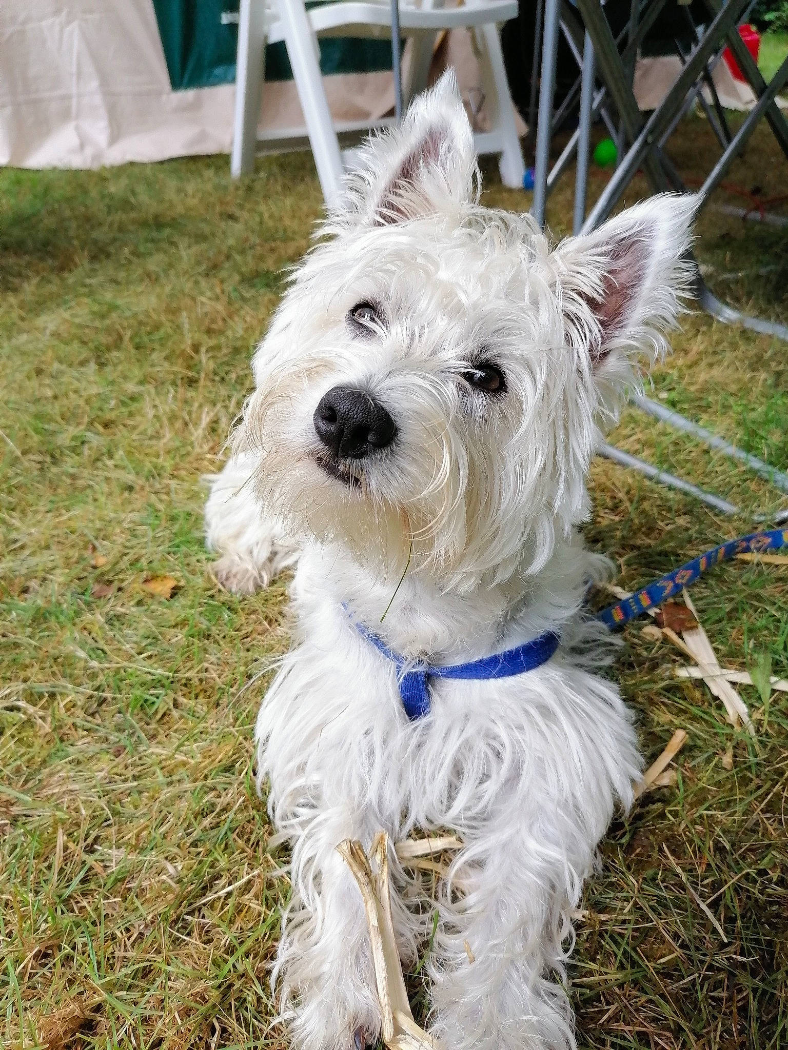Abby a rejoint le concours — aidez-le/la à gagner de superbes lots ! canidae, carnivore, chair, collar, companion_dog, dog, dog_breed, dog_collar, dog_supply, event, grass, leash, scottish_terrier, small_terrier, snout, sporting_group, terrier, toy_dog, white, working_animal