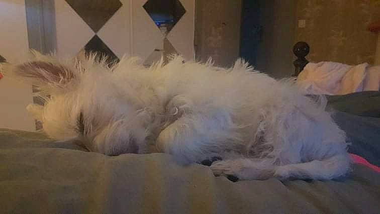 Abby a rejoint le concours — aidez-le/la à gagner de superbes lots ! bed, bed_sheet, bedding, bridal_accessory, canidae, comfort, companion_dog, dog_breed, dress, event, fashion_accessory, fashion_design, feather, flooring, formal_wear, fur, grey, linens, tail, wing