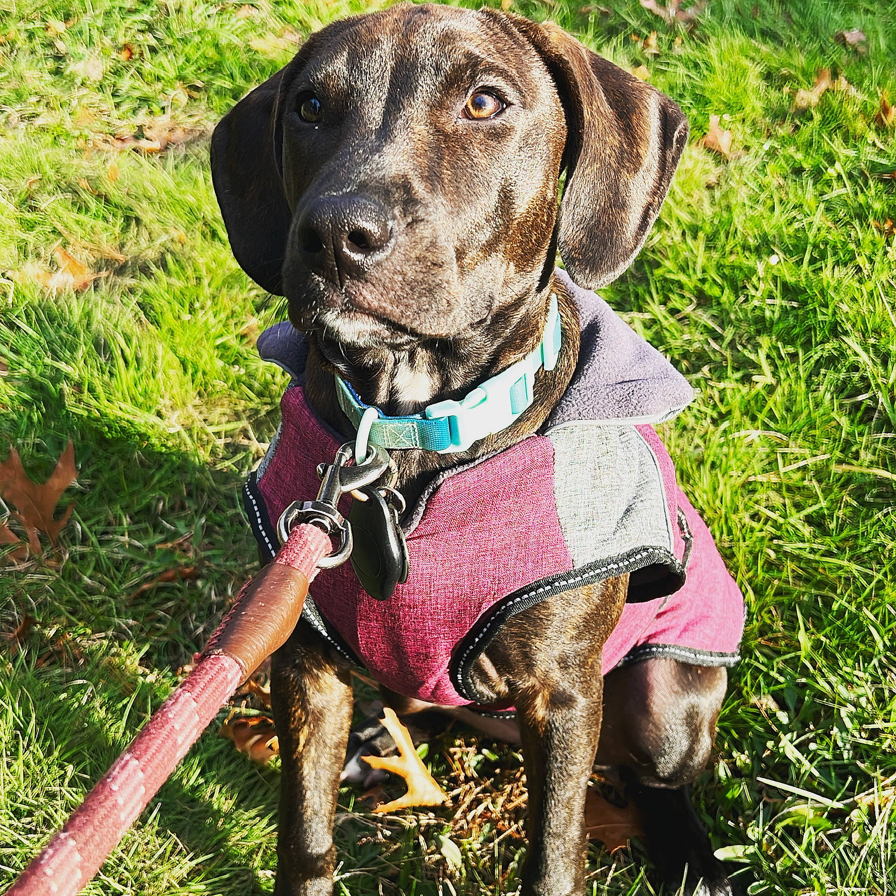 Obi is registered to the contest to win money with this photo: canidae, carnivore, collar, companion_dog, dog, dog_breed, dog_collar, dog_supply, fashion_accessory, fawn, grass, gun_dog, leash, liver, pet_supply, plant, snout, sporting_group, webbing, working_animal