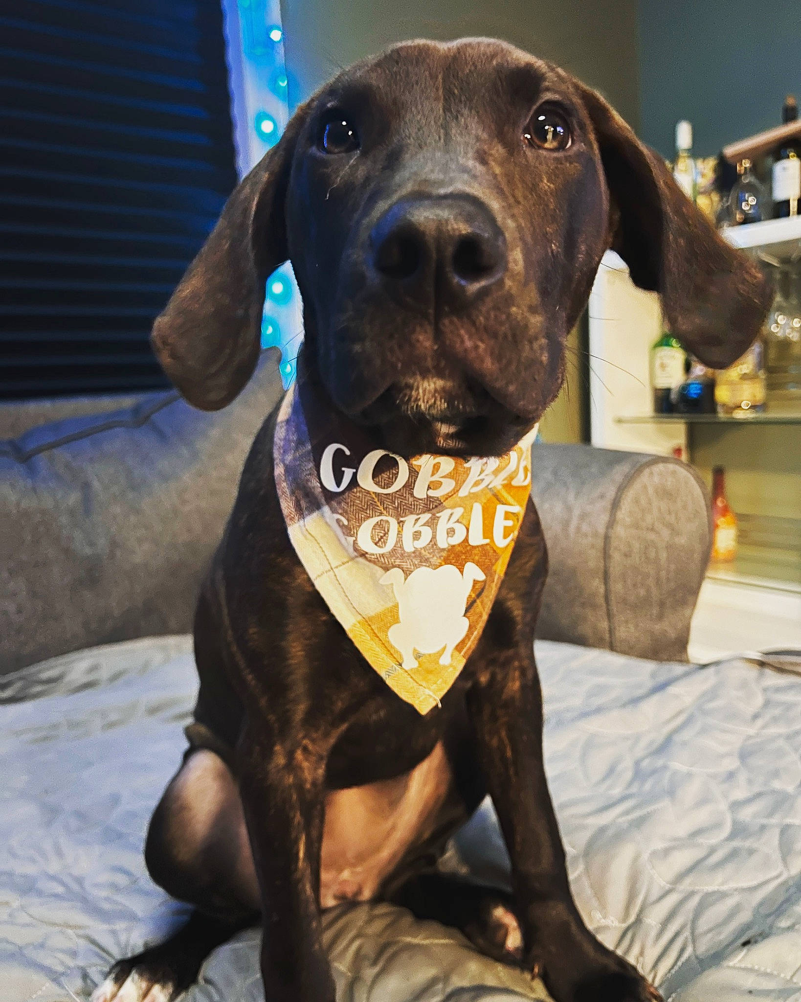 Obi is registered to the contest to win money with this photo: canidae, carnivore, collar, companion_dog, dog, dog_breed, dog_collar, dog_supply, fawn, guard_dog, gun_dog, hat, hunting_dog, liver, metal, pet_supply, snout, sporting_group, whiskers, working_animal