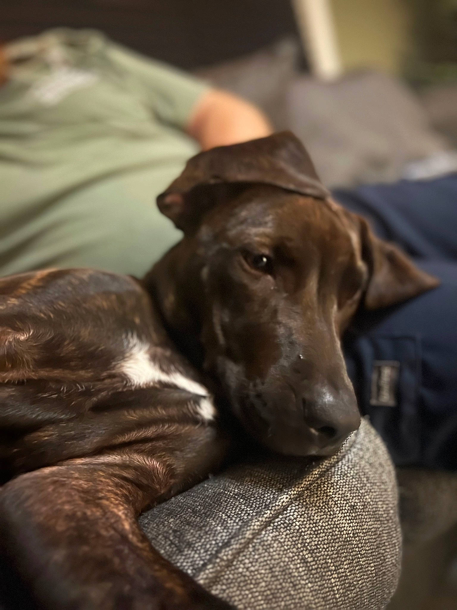 Obi joined the competition — help win amazing prizes! canidae, carnivore, comfort, companion_dog, dog, dog_breed, ear, fawn, fur, guard_dog, gun_dog, linens, liver, metal, pet_supply, snout, sporting_group, terrestrial_animal, whiskers, working_animal