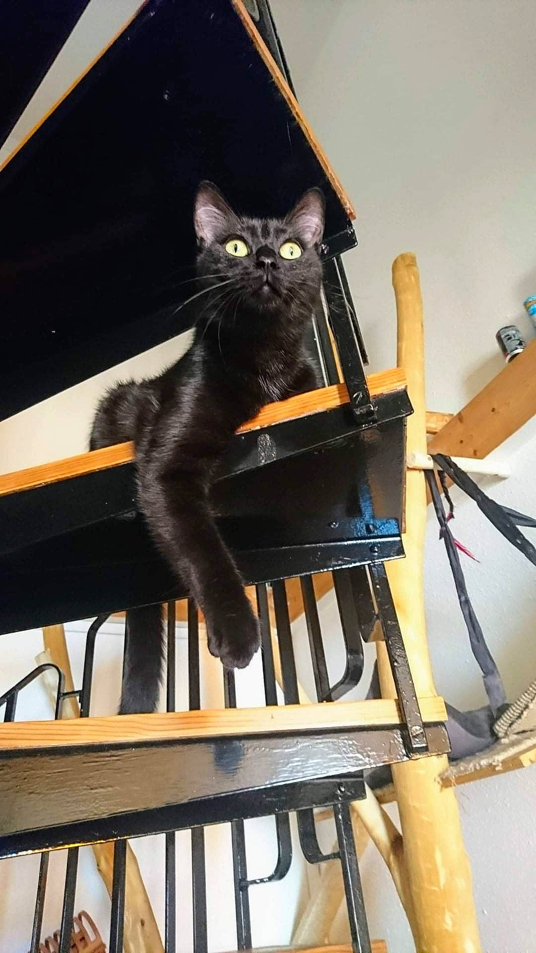 Zao a rejoint le concours — aidez-le/la à gagner de superbes lots ! black_cat, bombay, carnivore, cat, felidae, small_to_medium_sized_cats, whiskers