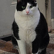 Ozzy is registered to the contest to win money with this photo: cat, black_and_white, indoor, sitting, green_eyes, fur, pet, animal, domestic, floor, rug, tile, door, portrait, whiskers, paws, looking, cute, feline, household