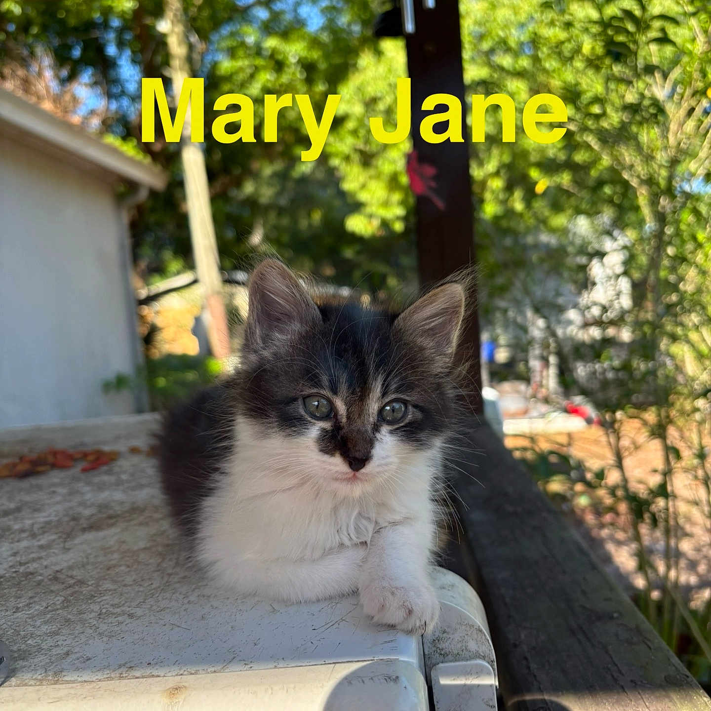 Mary Jane