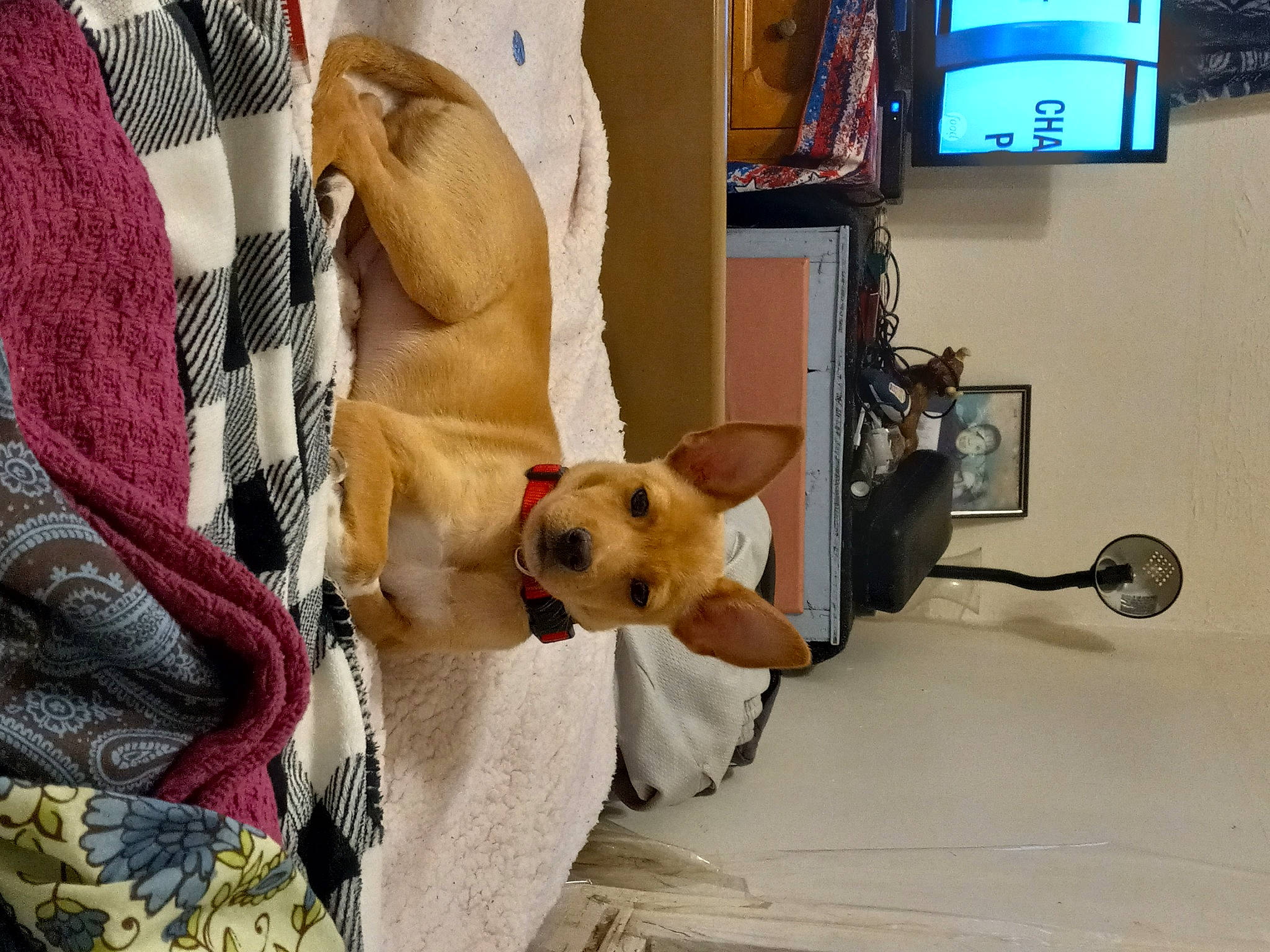 Bruno is registered to the contest to win money with this photo: canidae, carnivore, collar, comfort, companion_dog, dog, dog_breed, dog_supply, fawn, flooring, fur, home_appliance, linens, pet_supply, picture_frame, room, snout, sporting_group, television, working_animal