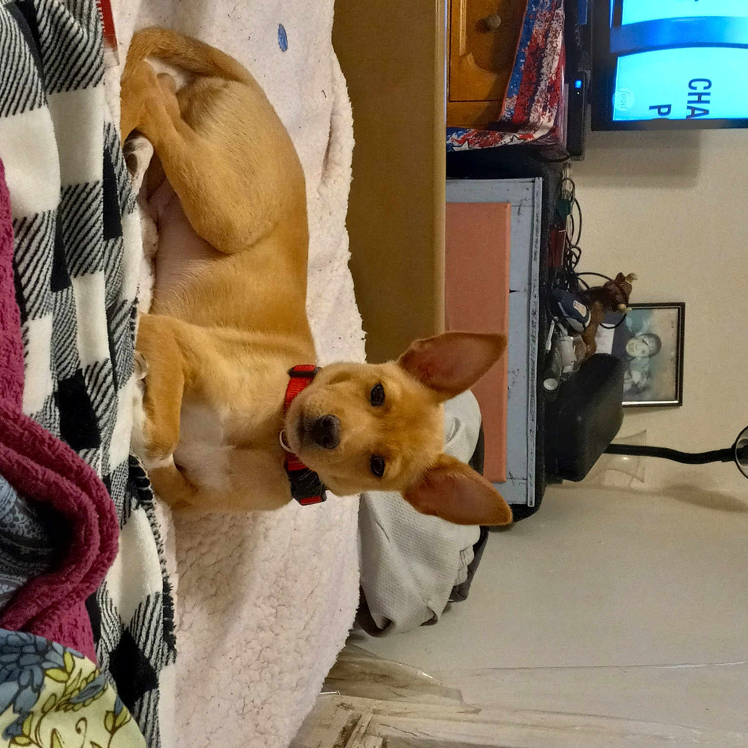 Bruno