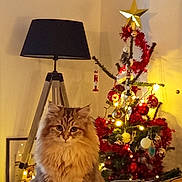 Sunny participe au concours pour gagner de l'argent avec cette photo : cat, fluffy_cat, christmas_tree, holiday_decorations, lamp, couch, indoor, festive, ornaments, lights, cozy, furniture, living_room, triangular_lamp, decor, soft_lighting, pet, sitting, domestic_cat, holiday