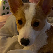 Basil is registered to the contest to win money with this photo: corgi, puppy, dog, close_up, ears, blanket, bed, indoor, soft_lighting, fairy_lights, greenery, cozy, cute, pet, animal, snuggling, warm, background_blur, fur, young