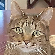Cagney Layne joined the competition — help win amazing prizes! cat, tabby_cat, close_up, indoor, green_eyes, whiskers, pet, feline, fur, face, animal, curious, portrait, domestic_cat, tabby_pattern, ears, nose, table, furniture, background