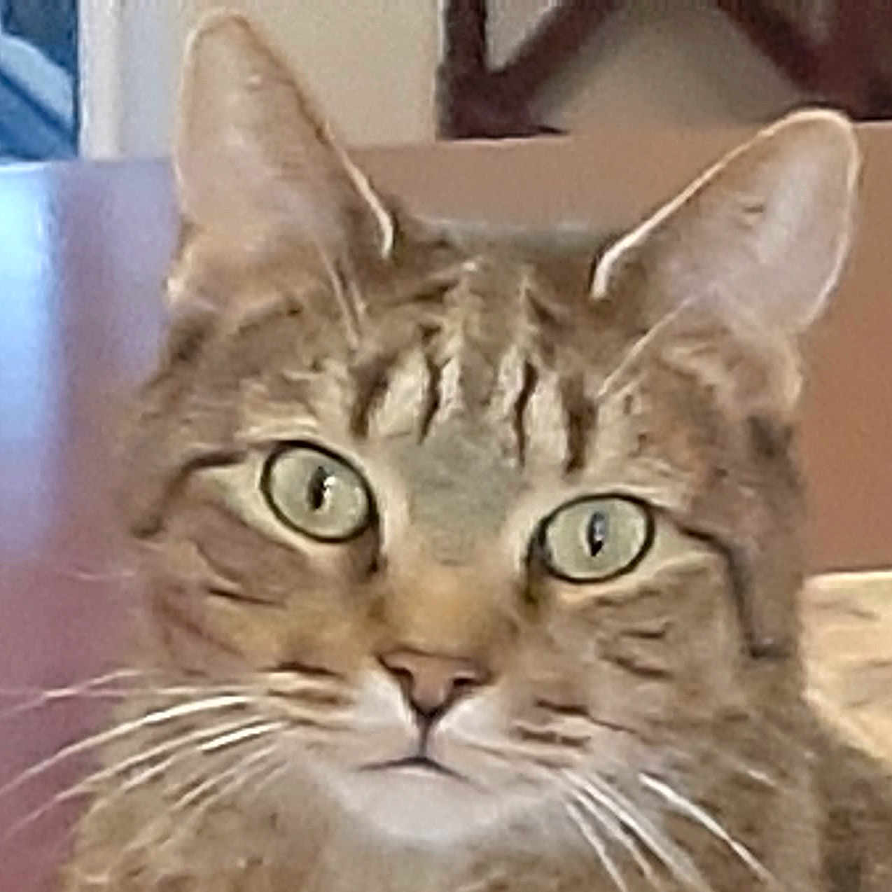 Cagney Layne joined the competition — help win amazing prizes! cat, tabby_cat, close_up, indoor, green_eyes, whiskers, pet, feline, fur, face, animal, curious, portrait, domestic_cat, tabby_pattern, ears, nose, table, furniture, background