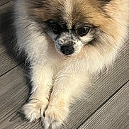 Nikki is registered to the contest to win money with this photo: adorable, animal, black, brown, closeup, cute, dog, face, fluffy, fur, indoor, lying_down, muzzle, paws, pet, pomeranian, portrait, small_dog, white, wooden_floor